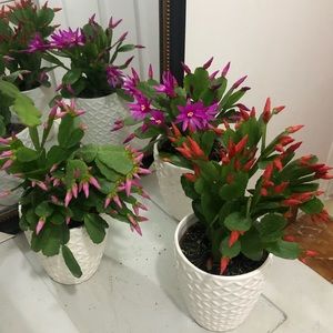 Meet your Posher, Aixa